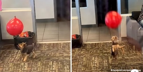 Ein süßer Welpe beginnt plötzlich mit einem Ballon in einem Wartezimmer zu spielen
